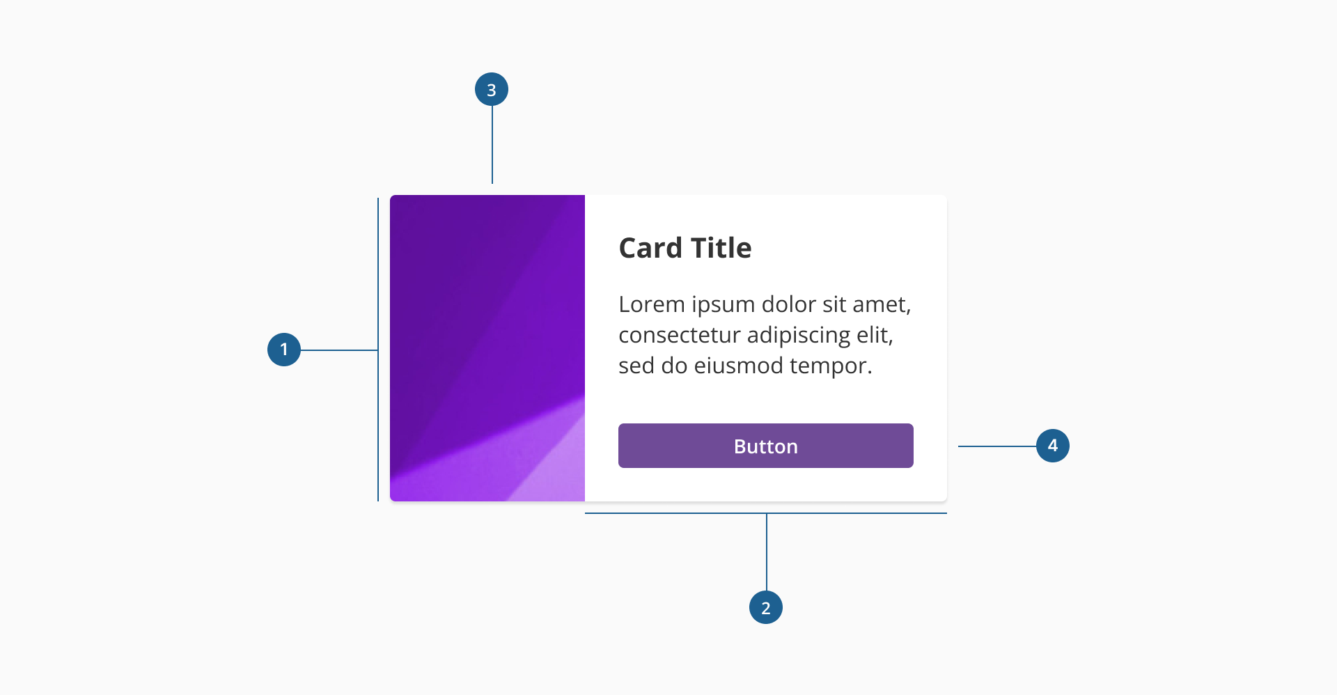 Card's anatomy